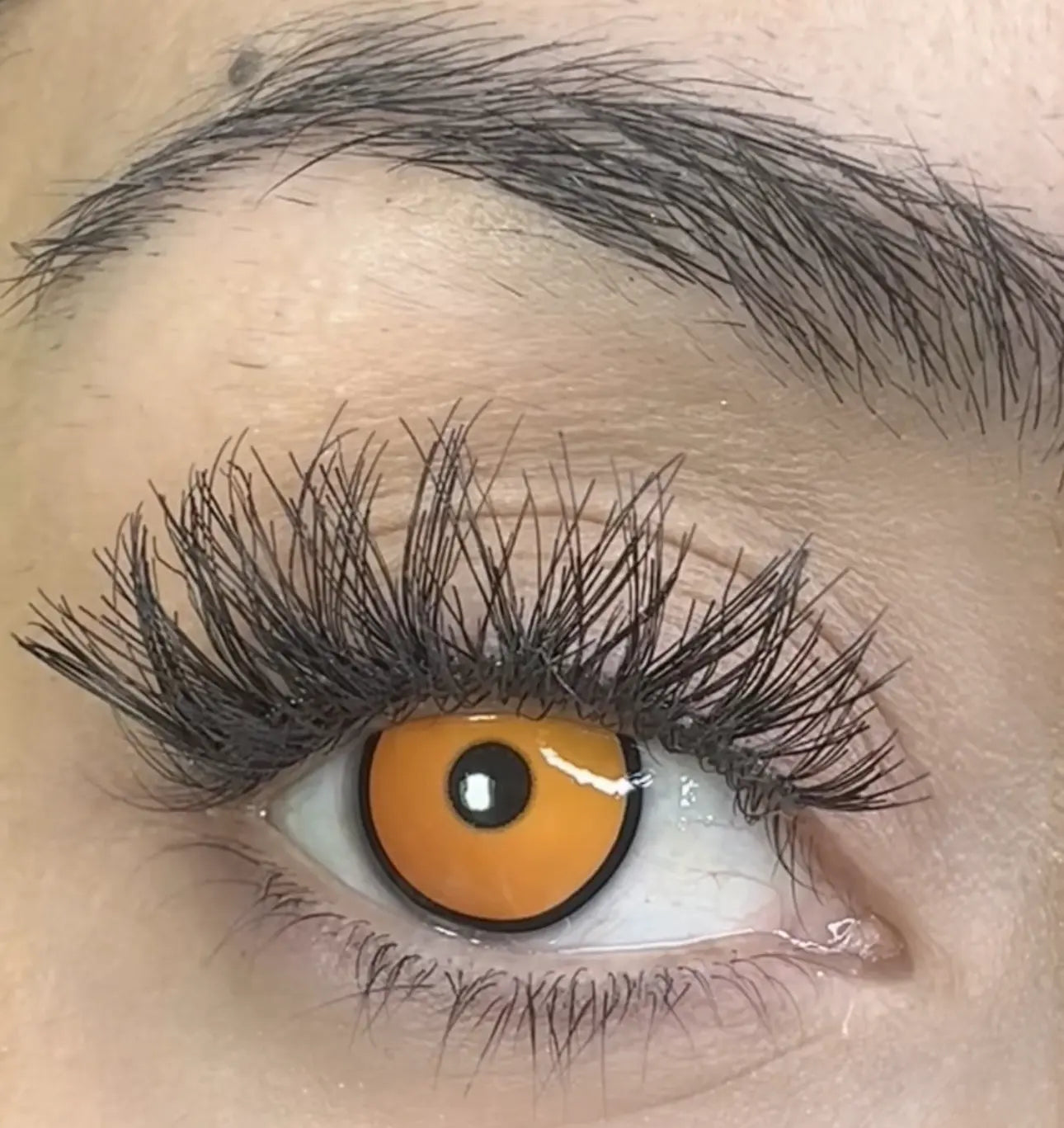 Maple YS41-1 [Ciego]