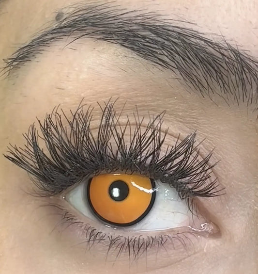 Maple YS41-1 [Ciego]